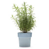 SLIM FLOWER POT | Small plants in tight spaces - Home & Garden - Monkey Business Europe