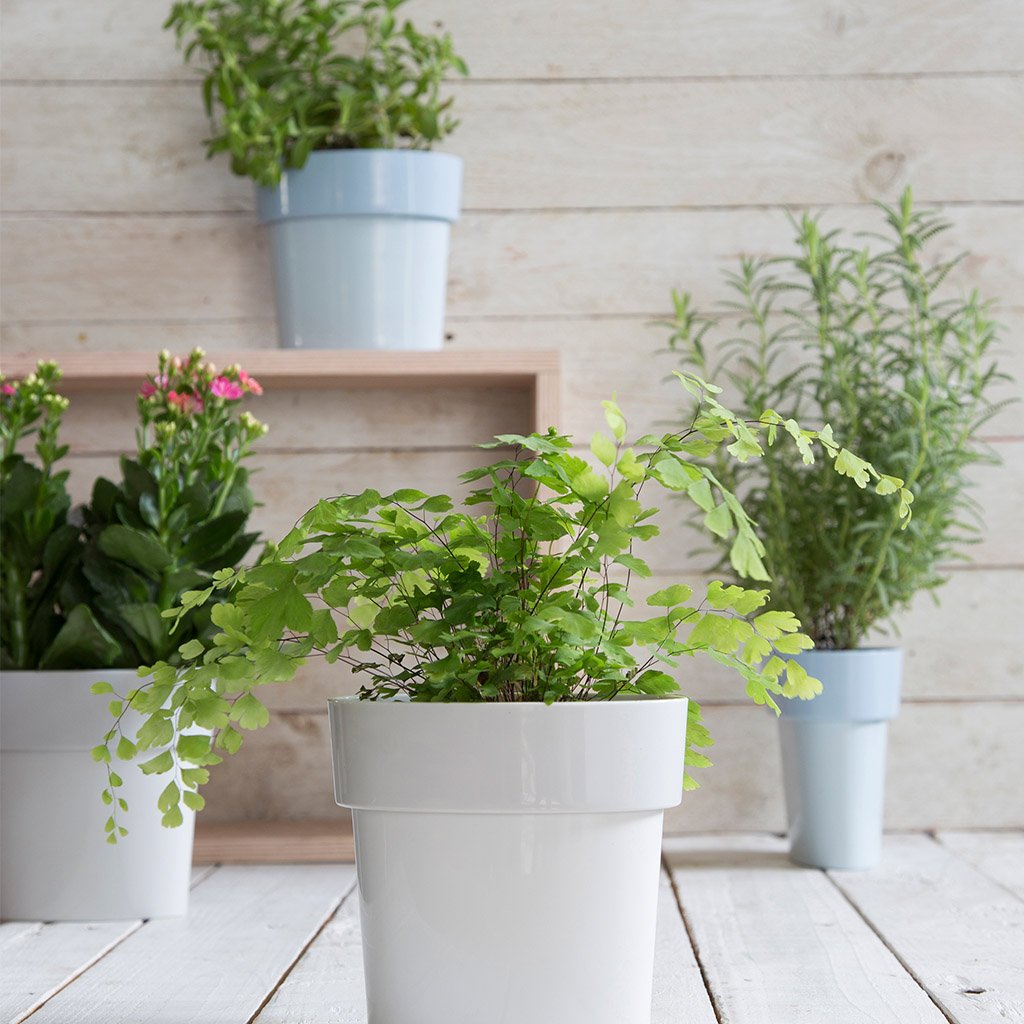SLIM FLOWER POT | Small plants in tight spaces - Home & Garden - Monkey Business Europe