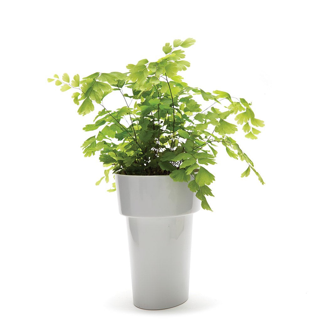 SLIM FLOWER POT | Small plants in tight spaces - Home & Garden - Monkey Business Europe