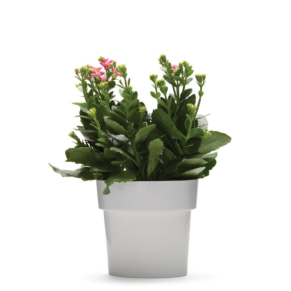 SLIM FLOWER POT | Small plants in tight spaces - Home & Garden - Monkey Business Europe